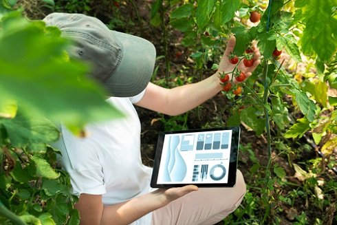 Agricultora con tablet examinando tomates cherry