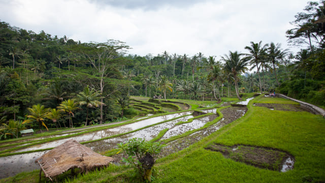 campo de arroz al atardecer a punto de ser plantado con la palmeras al fondo