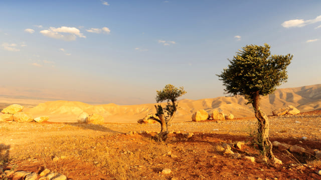 Paisaje seco con piedras y árbol africano