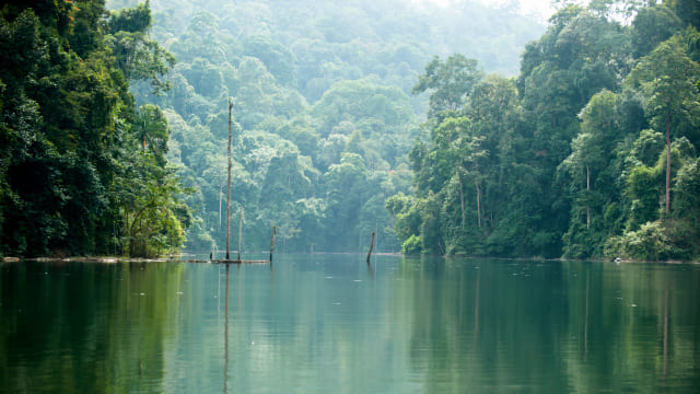 bosque tropical con lago y vegetación alrededor