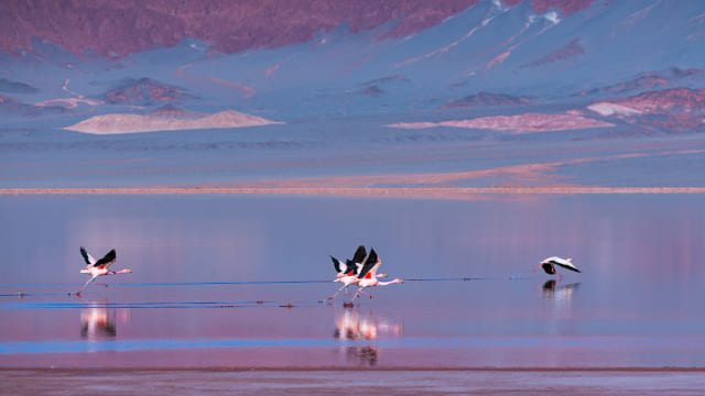 Flamencos arrancando a volar un salar al aterdecer