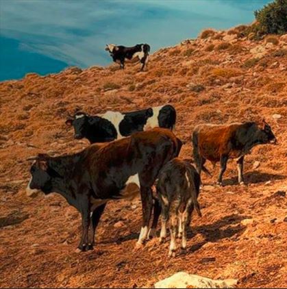 Varias vacas pastan en un campo árido.