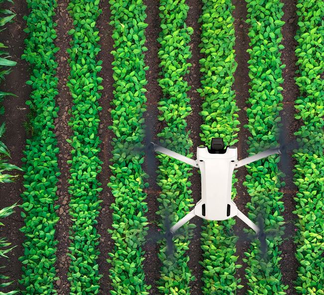 Un dron blanco sobrevuela unos campos de cultivo verdosos.