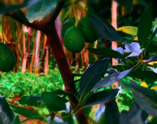 Plantación de aguacates en la selva.