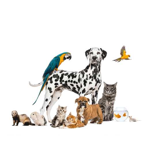 Un perro dálmata, con un loro azul y amarillo posado sobre él. Debajo suya hay otro perro, tres gatos, un conejo y un hurón.