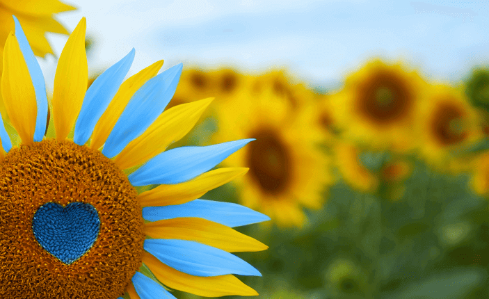 Un gran girasol con un corazón azul en el centro y alternando pétalos azul y amarillo