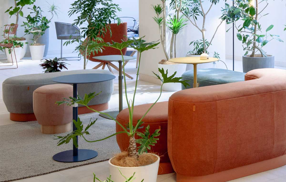 sofás con plantas verdes