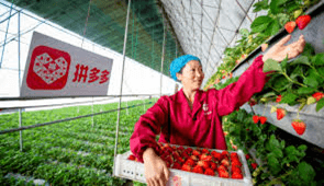 Una mujer china recoge fresas en un invernadero
