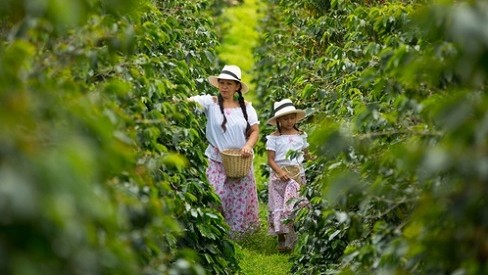Una madre y su hija recogen granos de café en una plantación