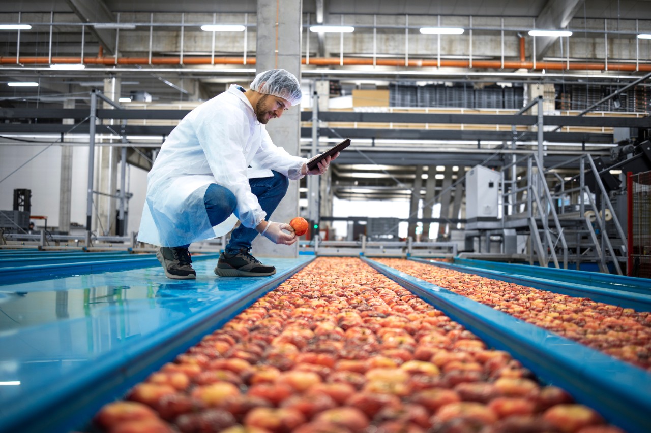 Un operario del sector agroalimentario con una bata blanca recoge manzanas que se procesan en una fábrica