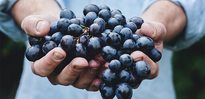 Dos manos sostienen unas uvas moradas que se van a exportar a Reino Unido