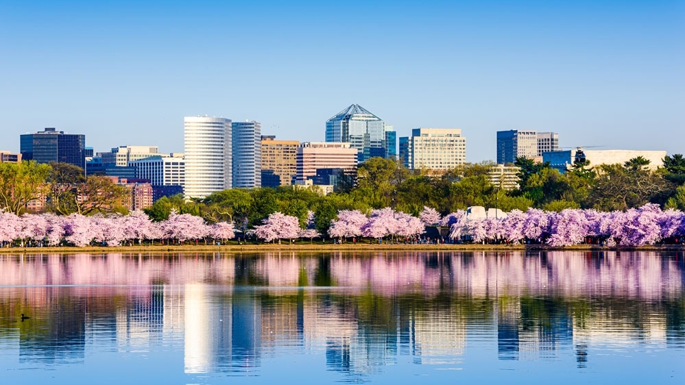 Un lago con plantas rosas al fondo, y detrás, un skyline de una ciudad estadounidense
